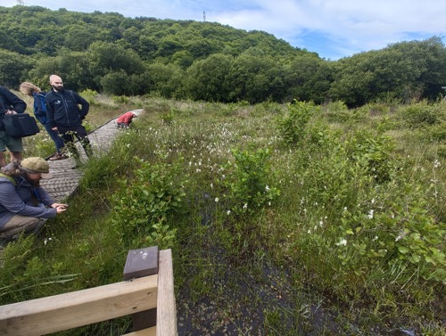 Crymlyn Bog