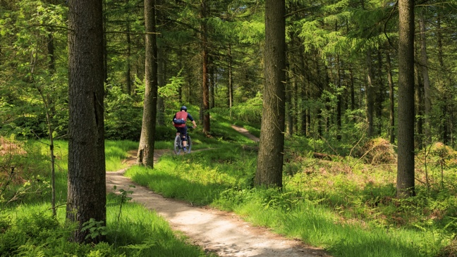 Picture is of a track through a forest with a mountain biker